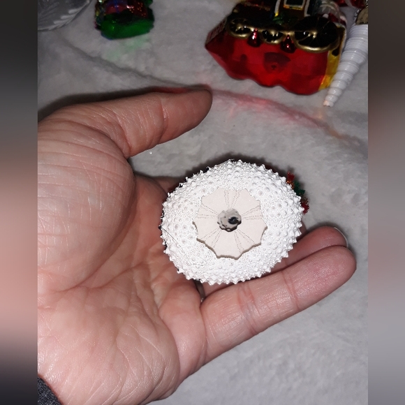 snowman made from 3 sea urchins has an adorable stubby spike body & googly eyes - Picture 5 of 7